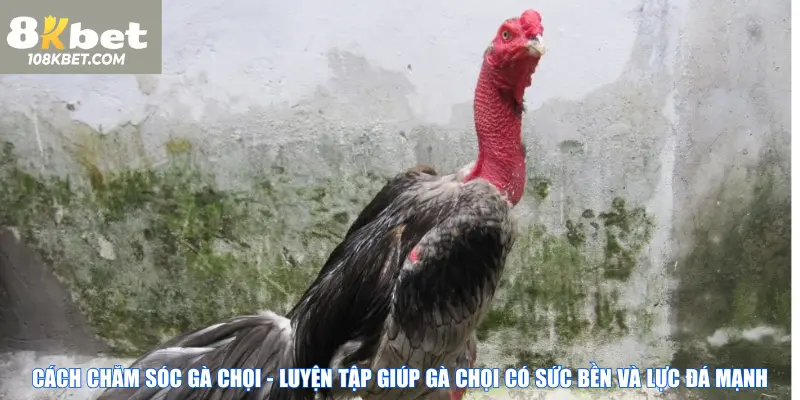 Cách chăm sóc gà chọi - Luyện tập giúp gà chọi có sức bền và lực đá mạnh