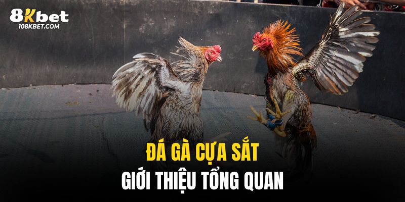 Giới thiệu tổng quan về hình thức đá cựa sắt