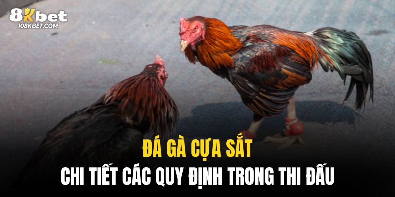 Các quy định về đá gà cựa sắt