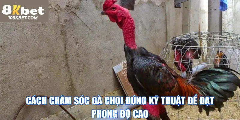 Cách chăm sóc gà chọi 8Kbet